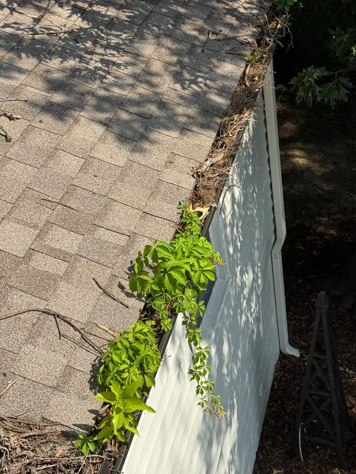 A gutter filled with leaf debris and green plants beside a shingled roof.